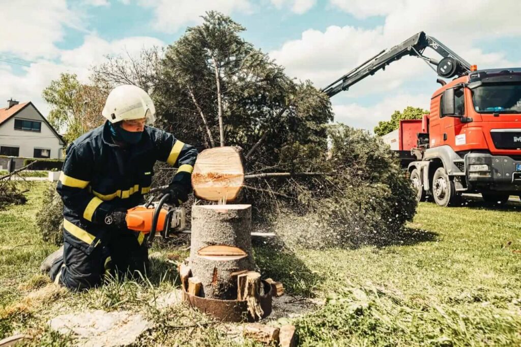 tree removal cost