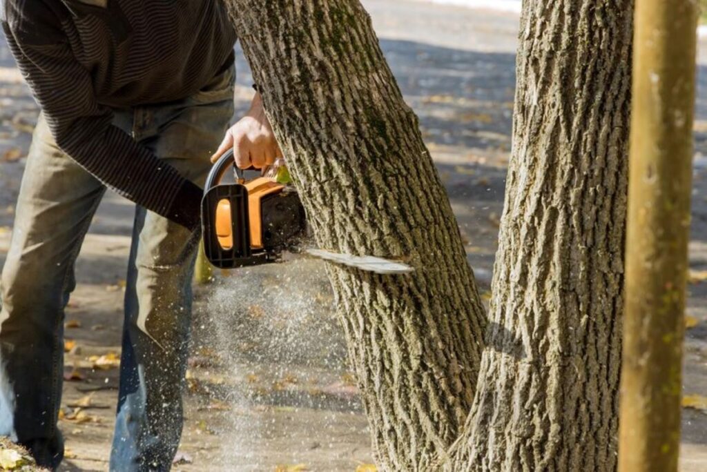 tree removal cost