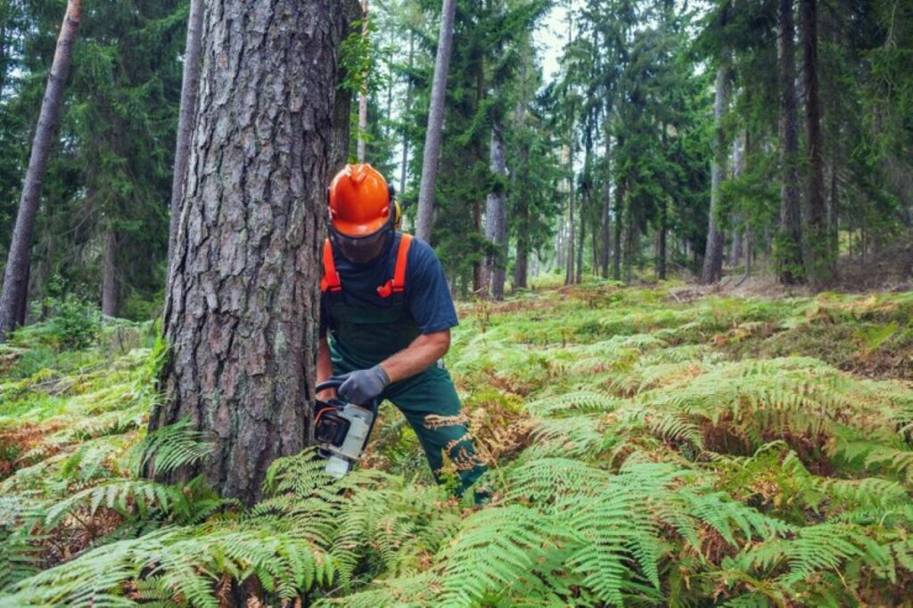 pruning services near me