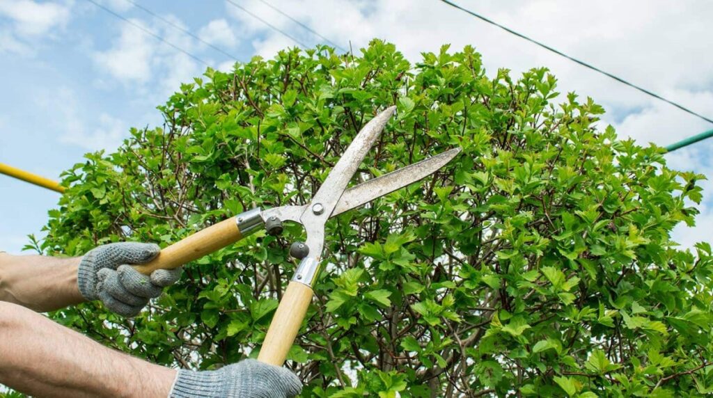 tree branch cutter service