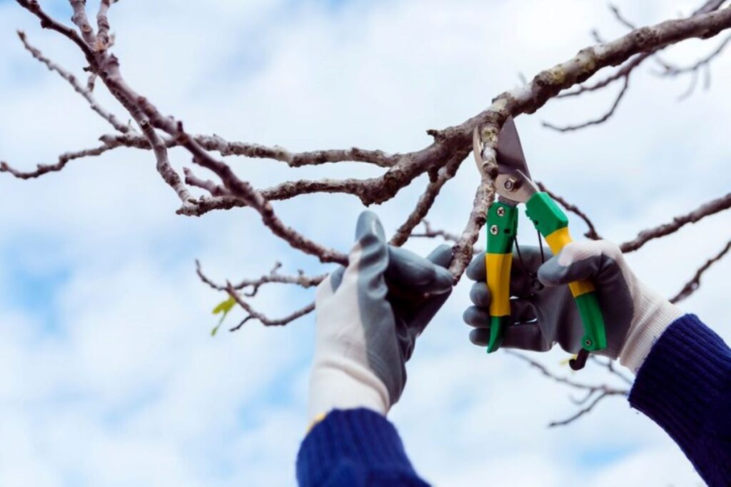 tree branch cutter service
